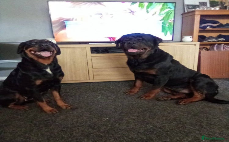 Rottweiler dogs - Advert 2