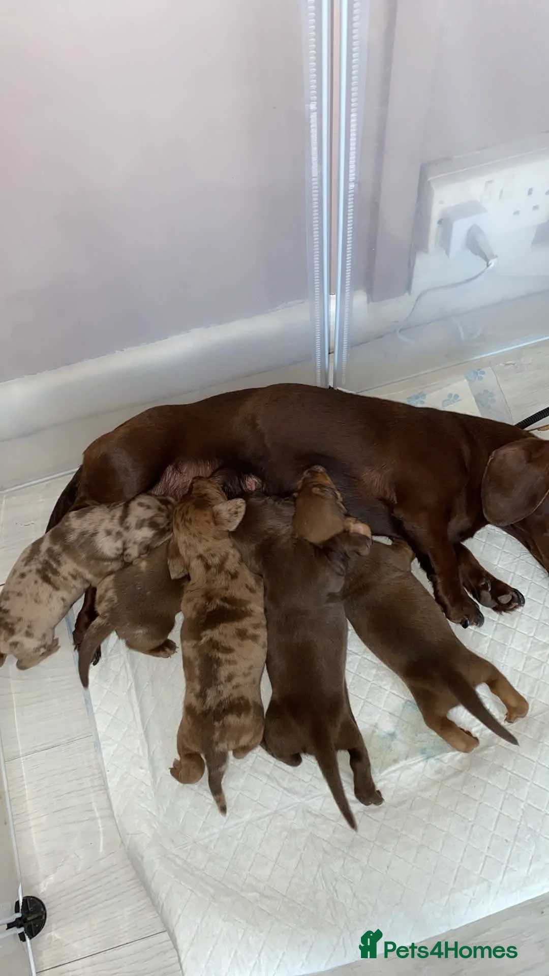 Dachshund dogs for sale: Miniature dachshund puppies  in Havant - Advert 1