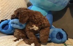 Cockapoo dogs for sale: 5* F1B Miniature Labradoodle Puppies - Image 9