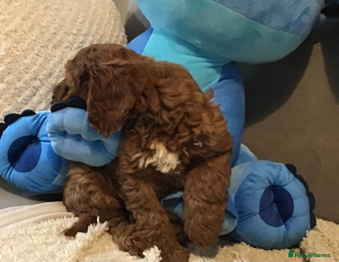 Cockapoo dogs for sale: 5* F1B Miniature Labradoodle Puppies - Image 9