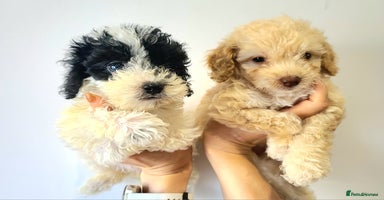 Cockapoo dogs - Advert 16