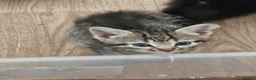 Mixed Breed cats for sale: Bengal Cross last Kitten remaining  - Advert 6