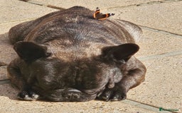 French Bulldog dogs for sale: 2 dogs needing there forever home  - Image 1