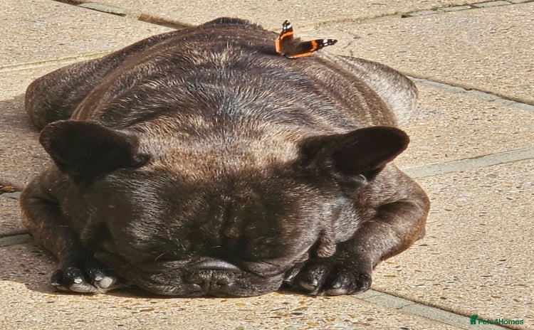 French Bulldog dogs - Advert 2