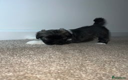 Lhasa Apso dogs for sale: 4 Lhasa Apso babies  - Image 6