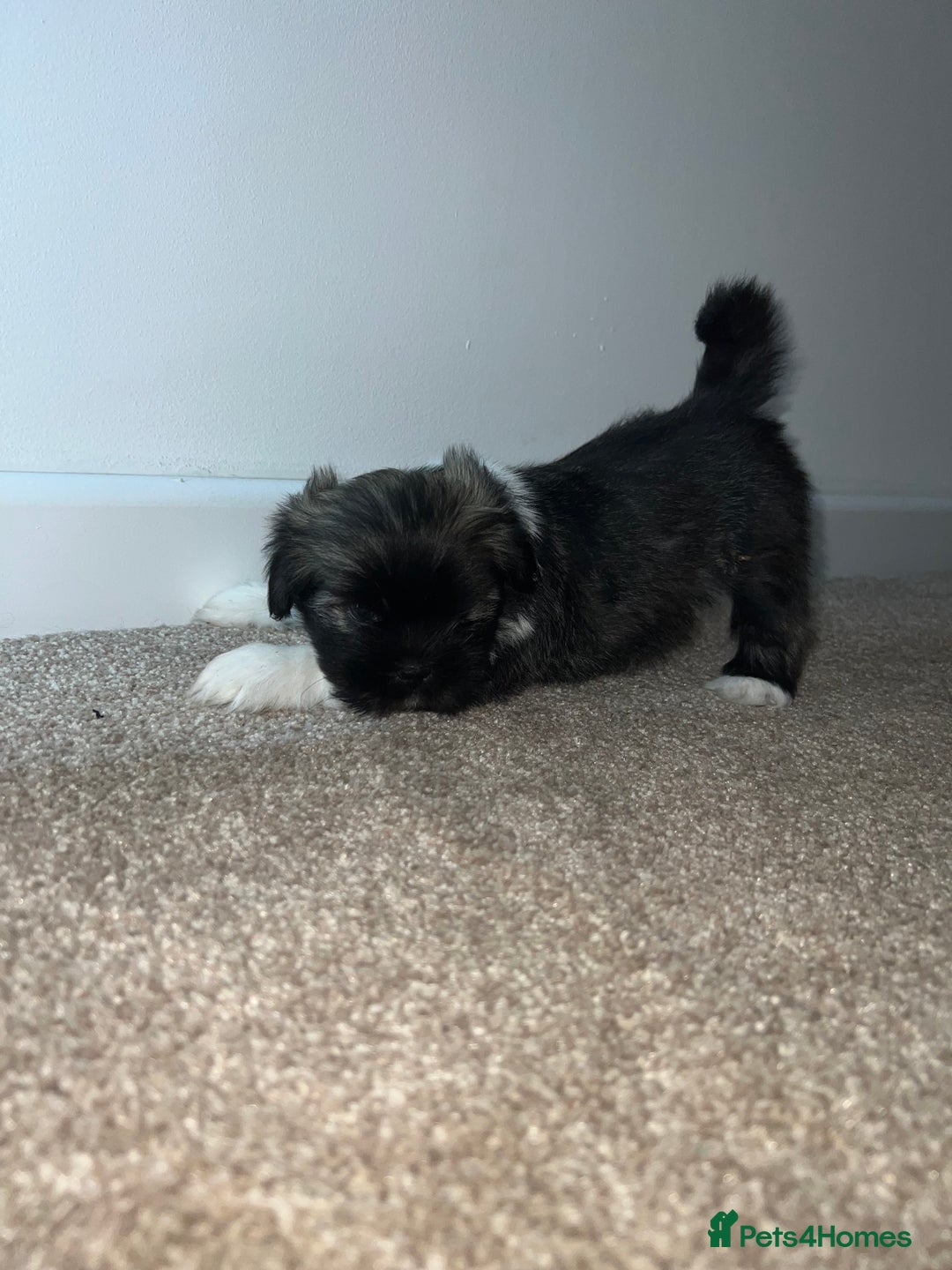 Lhasa Apso dogs for sale: 4 Lhasa Apso babies  - Image 6