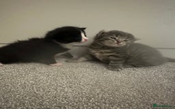 Maine Coon cats for sale: Beautiful mainecoon crosses - Advert 7