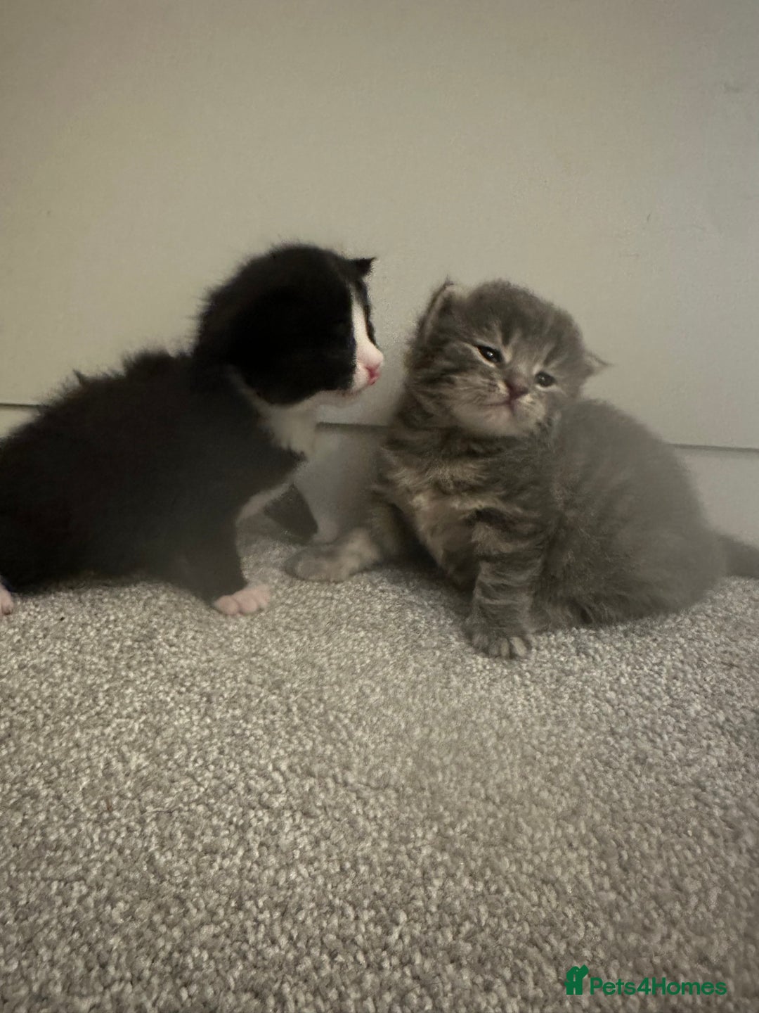 Maine Coon cats for sale: Beautiful mainecoon crosses - Advert 7