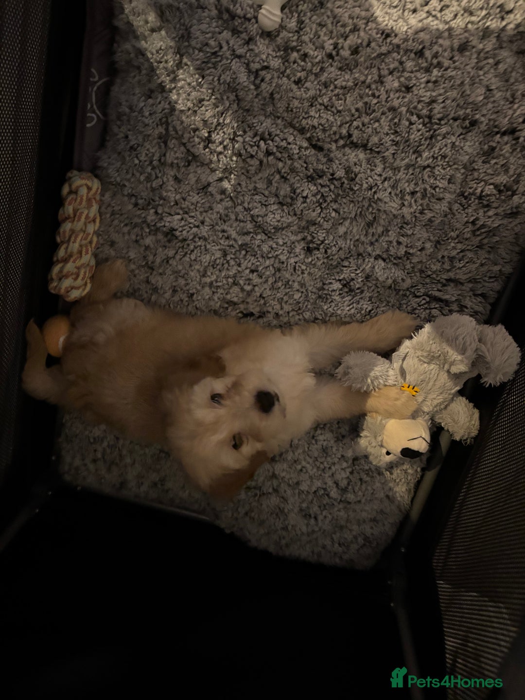 Cockapoo dogs for sale: Miniature Cockapoo Puppy (10 Weeks) - Advert 6