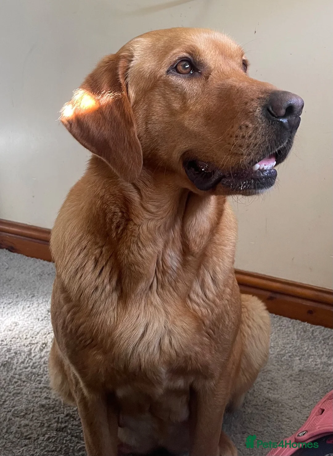 Labrador Retriever dogs for sale: *Beautiful Red Fox Labrador Puppies* in Nantwich - Advert 2