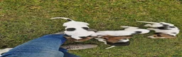 Mixed Breed dogs for sale: Litter of 8 beagle puppies  in Kilmarnock - Advert 7