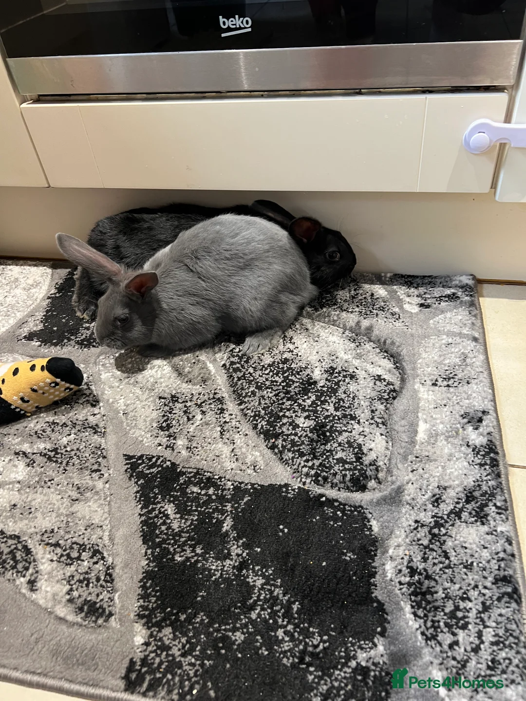 Mixed Breed rabbits for sale: 4 female and one male - Advert 4