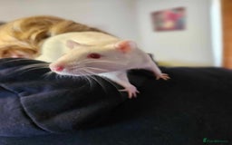 Rat rodents for sale: Pets rats for sale  - Image 3