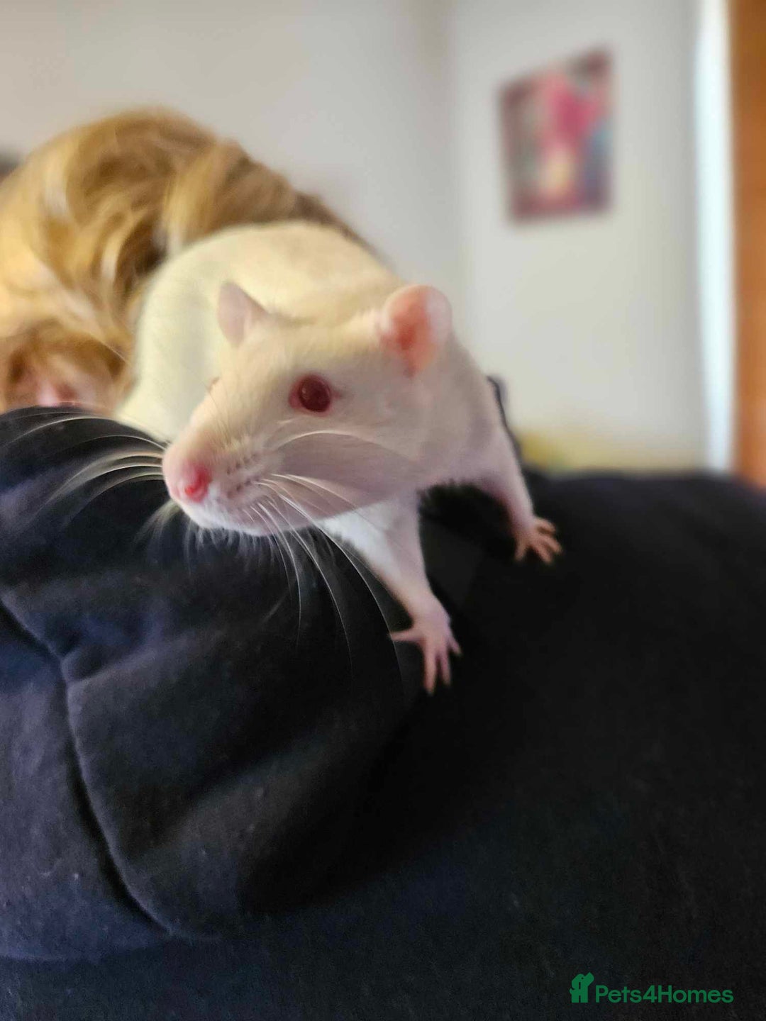 Rat rodents for sale: Pets rats for sale  - Image 3