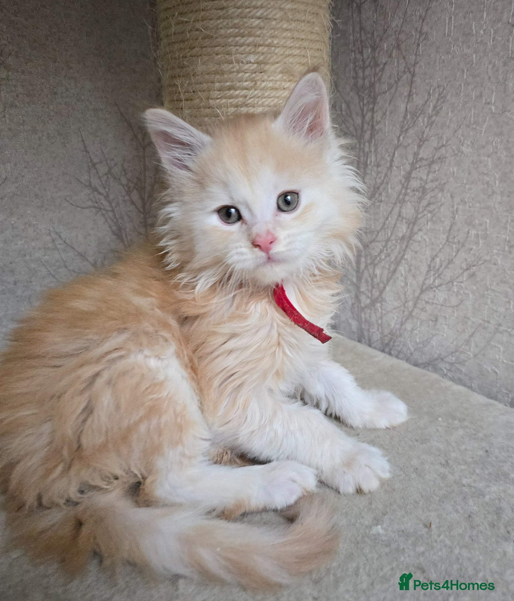 Maine Coon cats RARE Red High Silver Stunning Maine Coons Boys - Advert 11