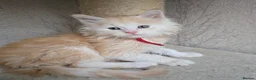 Maine Coon cats for sale: RARE Red High Silver Stunning Maine Coons Boys - Advert 3