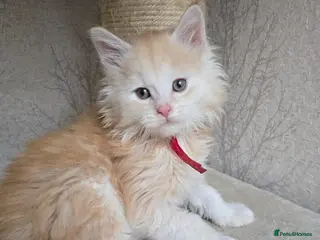 Maine Coon cats RARE Red High Silver Stunning Maine Coons Boys - Advert 11