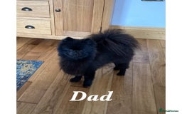 Pomeranian dogs for sale: Two Beautiful Pomeranian Boys for sale - Image 6
