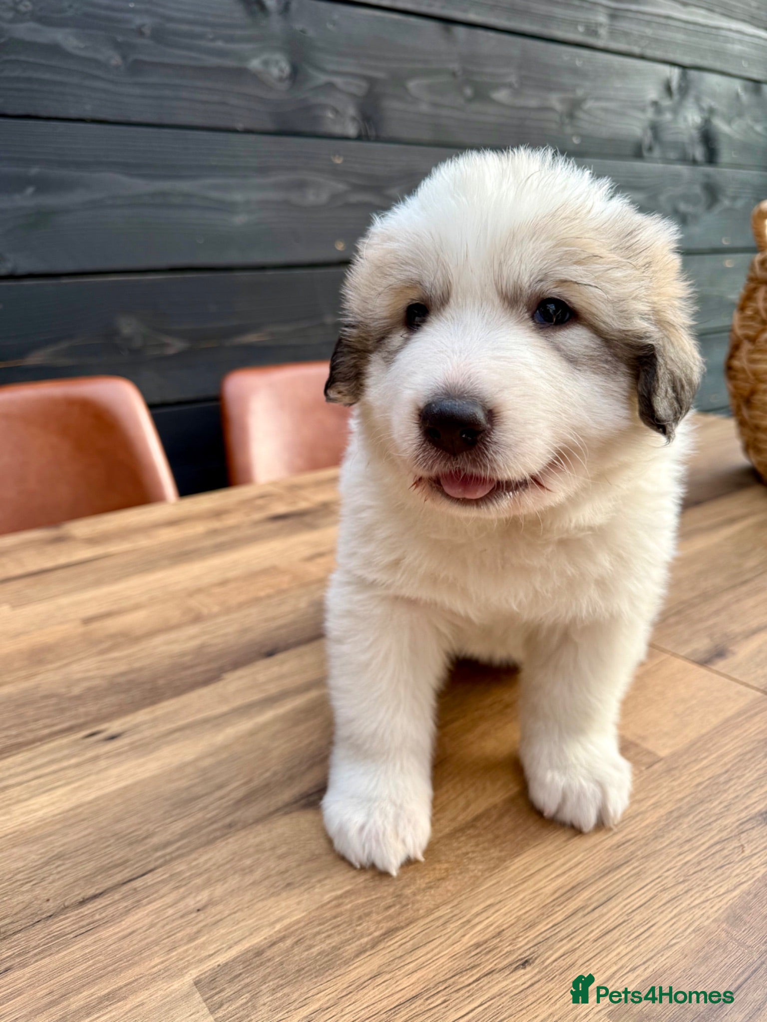Pyrenean Mountain Dog dogs Beautiful KC Reg. Pyrenean Mountain Dog Puppies - Advert 1