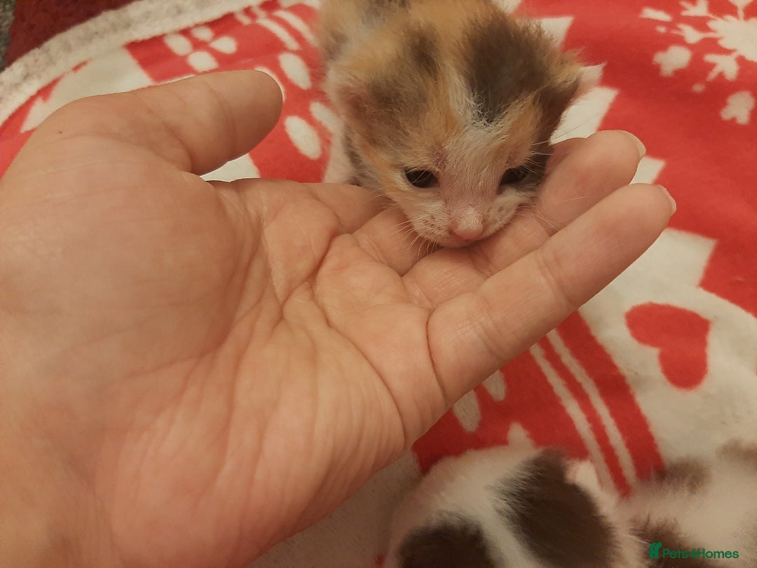 Mixed Breed cats for sale: Sell 3 Boys 1 girl  - Image 2