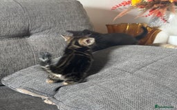 Bengal cats for sale: Beautiful kittens  - Image 2