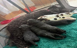 Mixed Breed dogs for sale: Jackapoo x Cockapoo Puppies. - Image 1