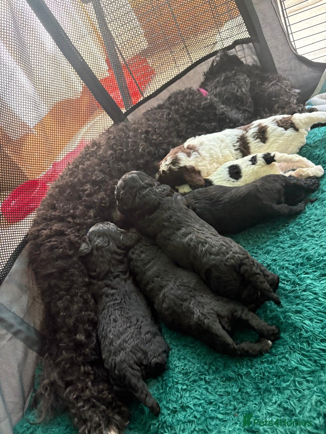 Mixed Breed dogs for sale: Jackapoo x Cockapoo Puppies. - Image 1