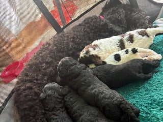 Mixed Breed dogs for sale - Advert 1