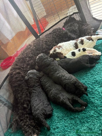 Mixed Breed dogs - Advert 1