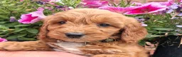 Cockapoo dogs for sale: Cockapoo puppies for sale  - Advert 3