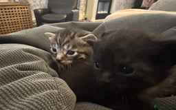 British Shorthair cats for sale: Kittens  - Advert 10