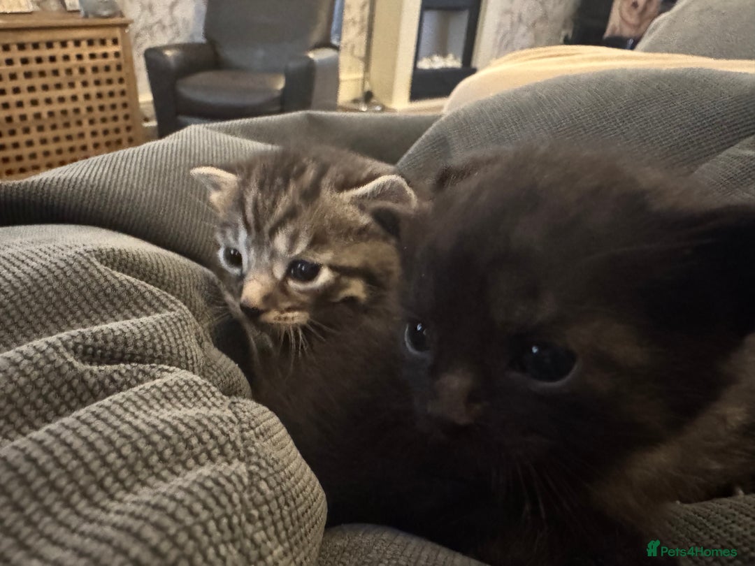 British Shorthair cats for sale: Kittens  - Advert 10