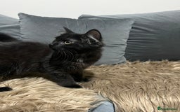 Bombay cats for sale: Only 1 beautiful kitten left 🌹☺️ - Image 7