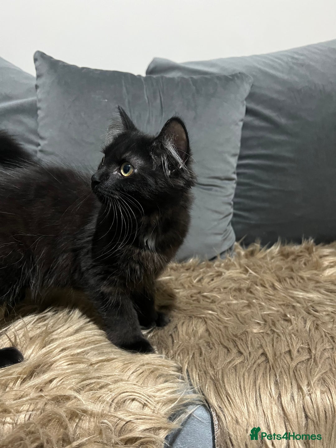 Bombay cats for sale: Only 1 beautiful kitten left 🌹☺️ - Image 7