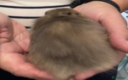 Hamster rodents for sale: Baby Syrian hamsters from show stock  - Image 4
