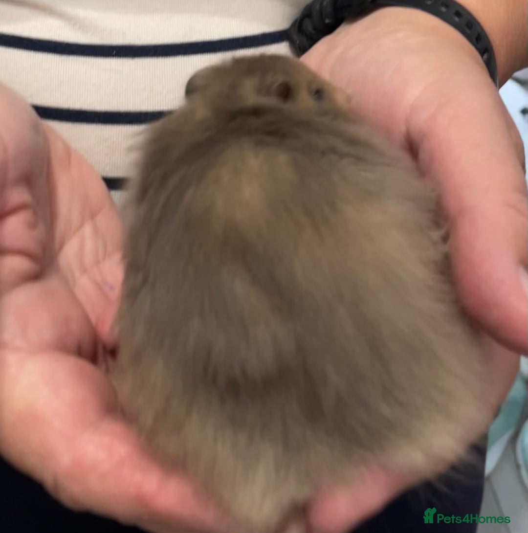 Hamster rodents for sale: Baby Syrian hamsters from show stock  - Image 4