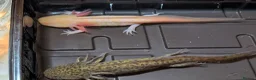Axolotl reptiles for sale: Beautiful hypo baby Axolotls available last few  - Advert 18