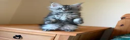 Maine Coon cats for sale: Maine Coon Girl - Ready Now  - Advert 7