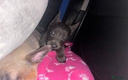Belgian Shepherd Dog dogs for sale: Blue dutch herder puppy - Image 12