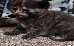 British Shorthair cats for sale: British shorthair kittens - Image 5