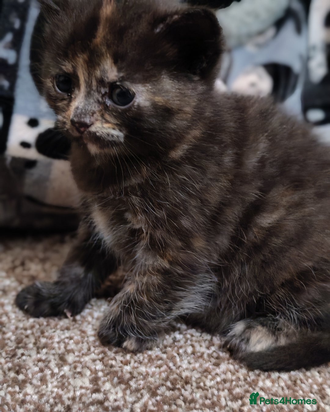 British Shorthair cats for sale: British shorthair kittens - Image 5