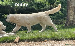 Golden Retriever dogs for sale: Superb KC Golden Retriever show type - Image 2