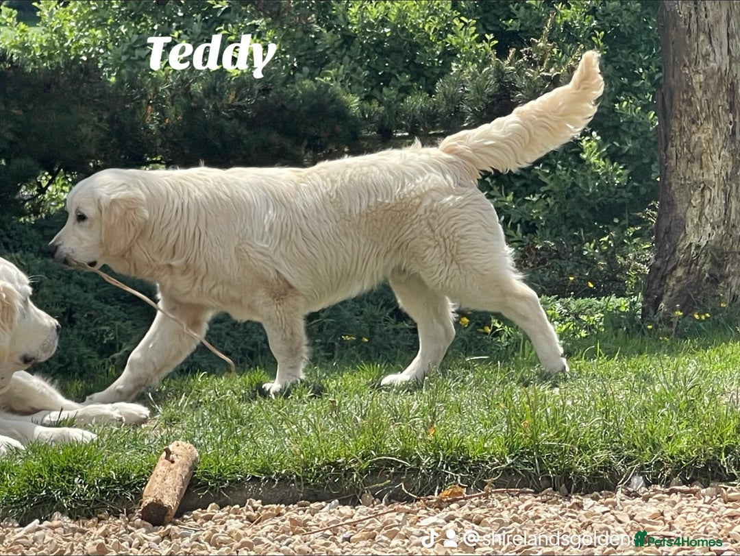 Golden Retriever dogs for sale: Superb KC Golden Retriever show type - Image 2