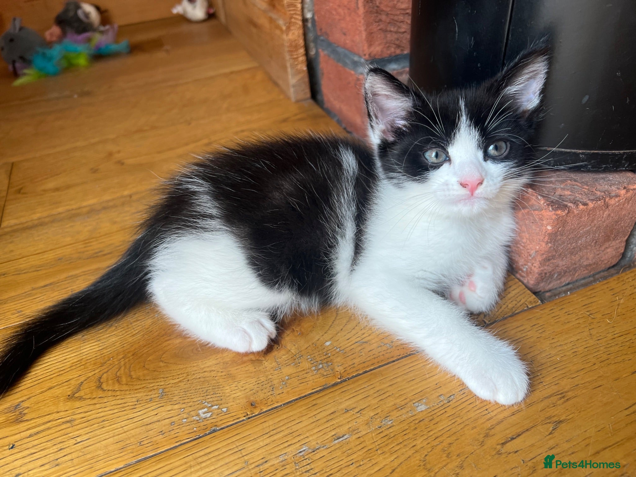 Mixed Breed cats 2 little girls available black and black/white - Advert 9