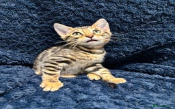 Bengal cats for sale: READY NOW beautiful Bengal Girl kittens TICA reg - Advert 17