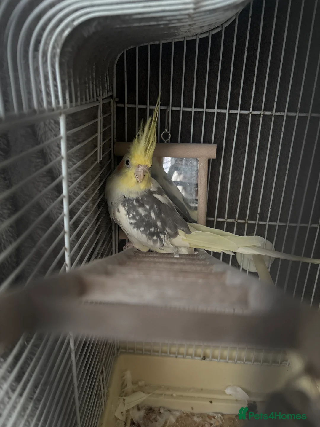 Cockatiels birds for sale: Cockatiel  - Advert 2