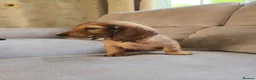 Dachshund dogs for sale: Standard Long Haired Dachshunds - Advert 7