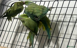 Ringnecks birds for sale: Indian ring neck - Image 11