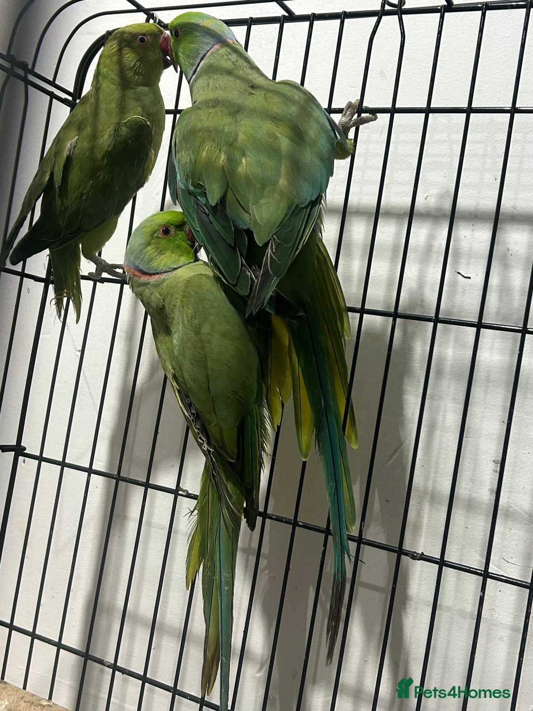 Ringnecks birds for sale: Indian ring neck - Image 11
