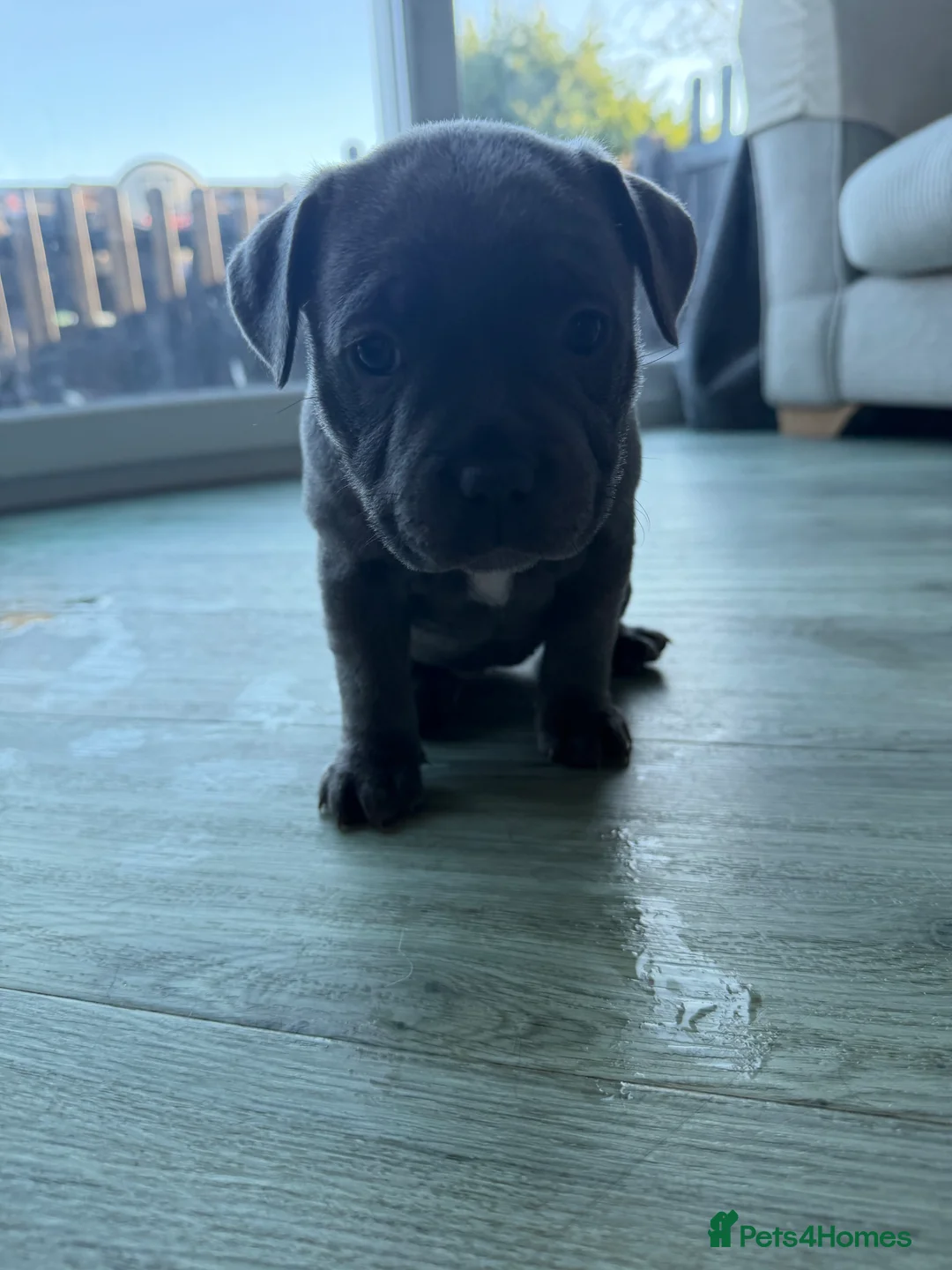 Staffordshire Bull Terrier dogs for sale: Amazing Staffordshire puppies - Advert 19